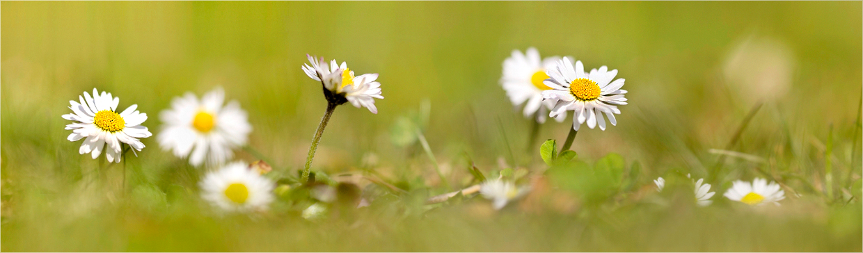 Gänseblümchen