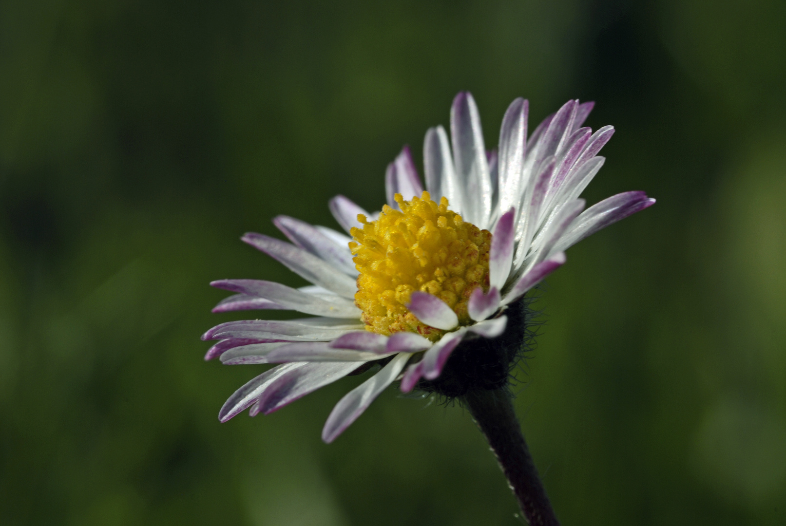 Gänseblümchen