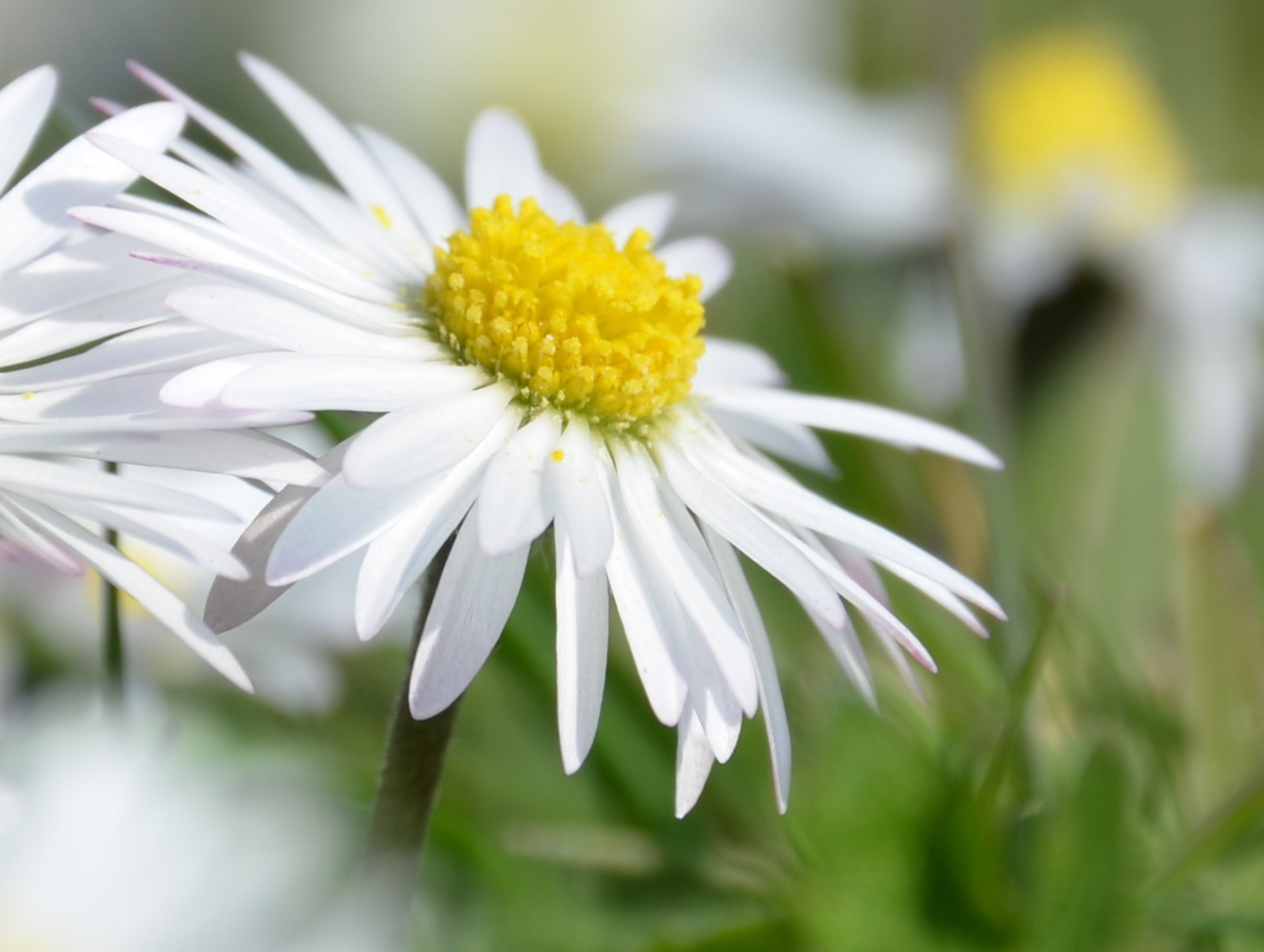 Gänseblümchen