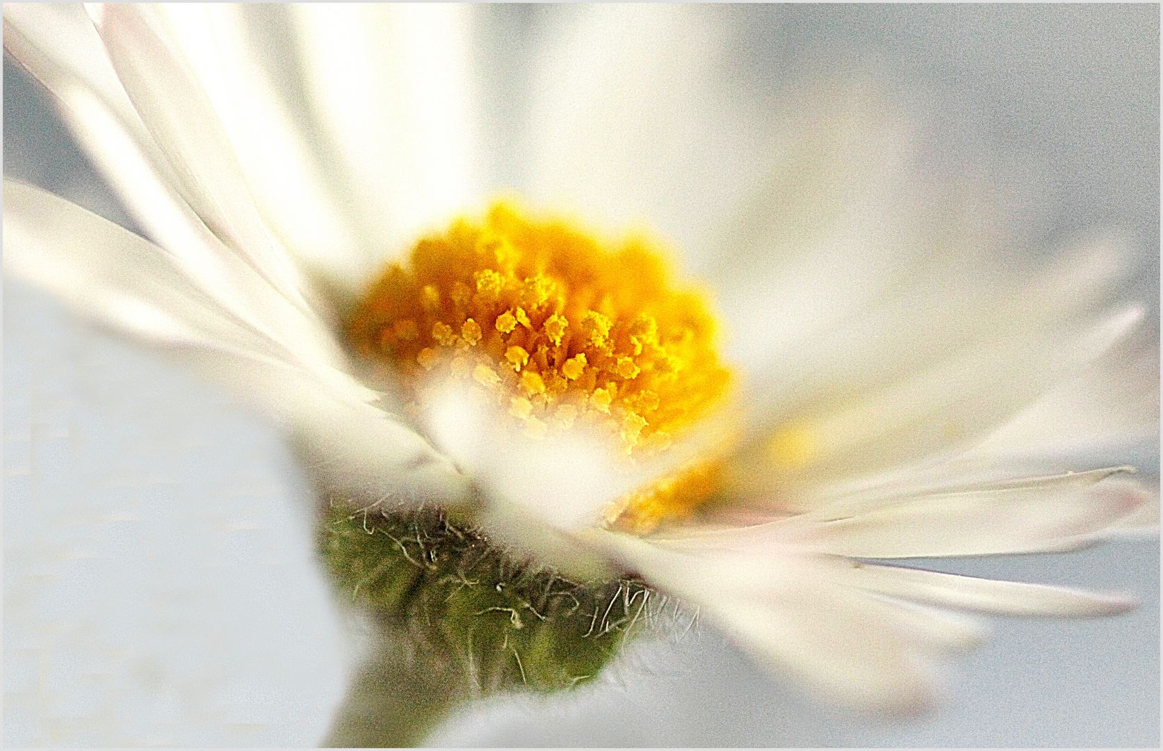 Gänseblümchen Foto & Bild fotos, spezial, natur Bilder auf