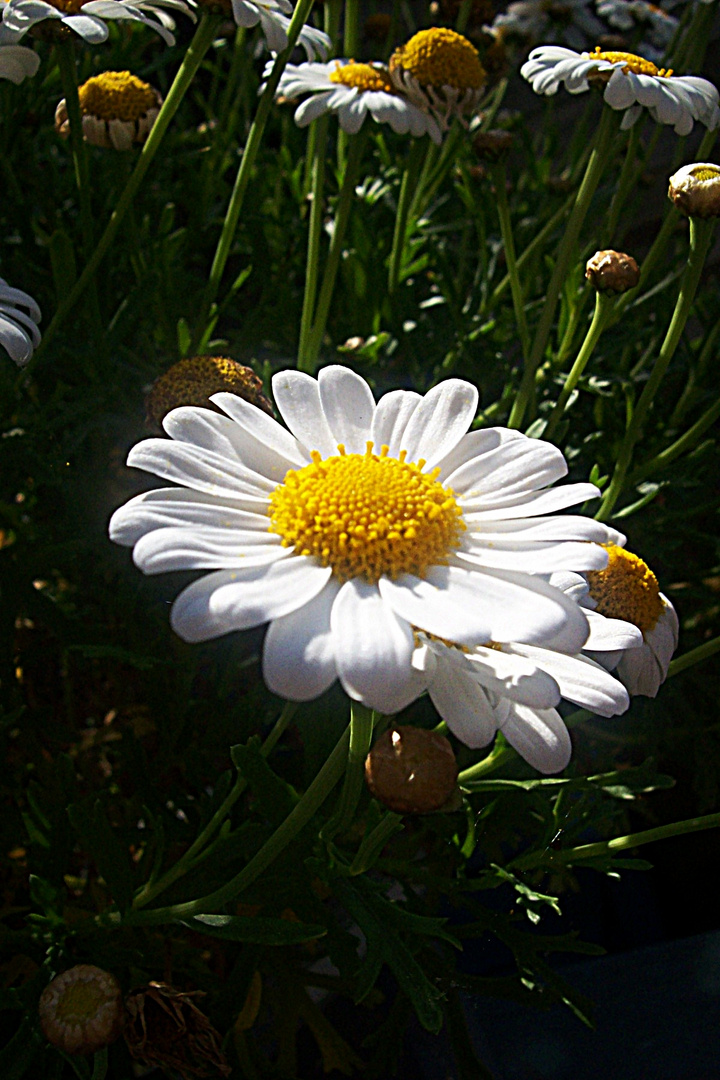 Gänseblümchen