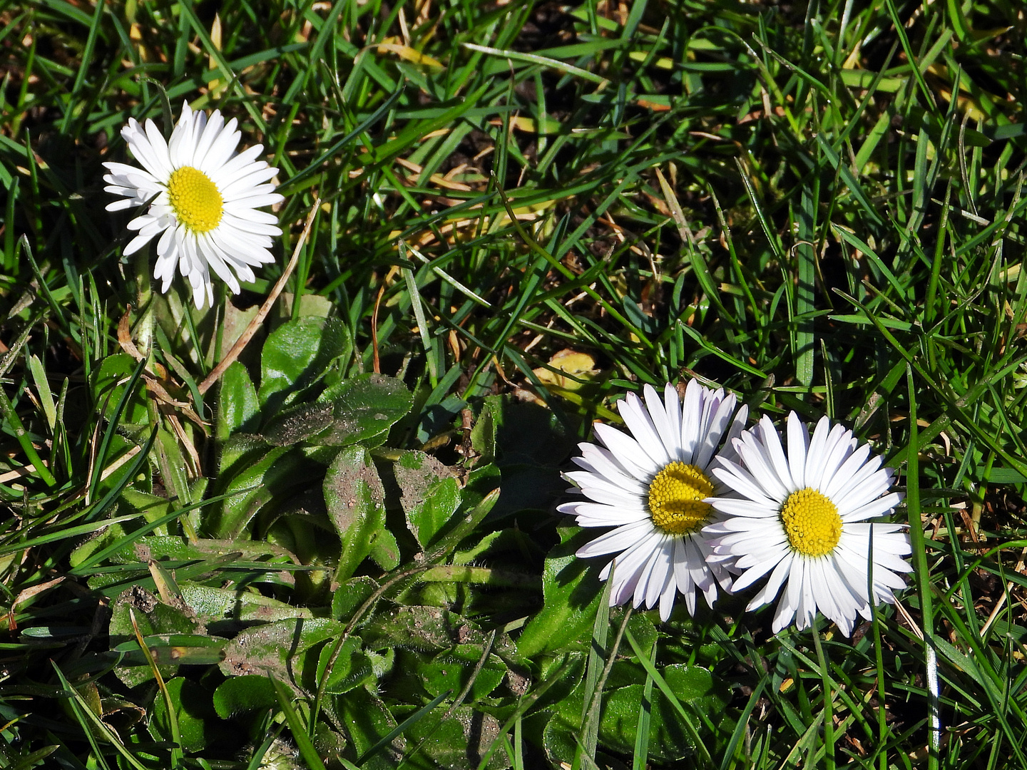 Gänseblümchen