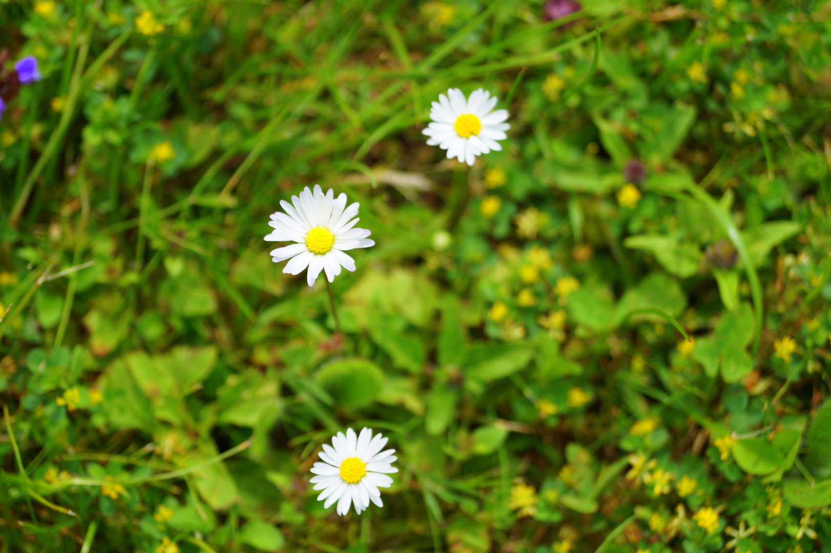 Gänseblümchen