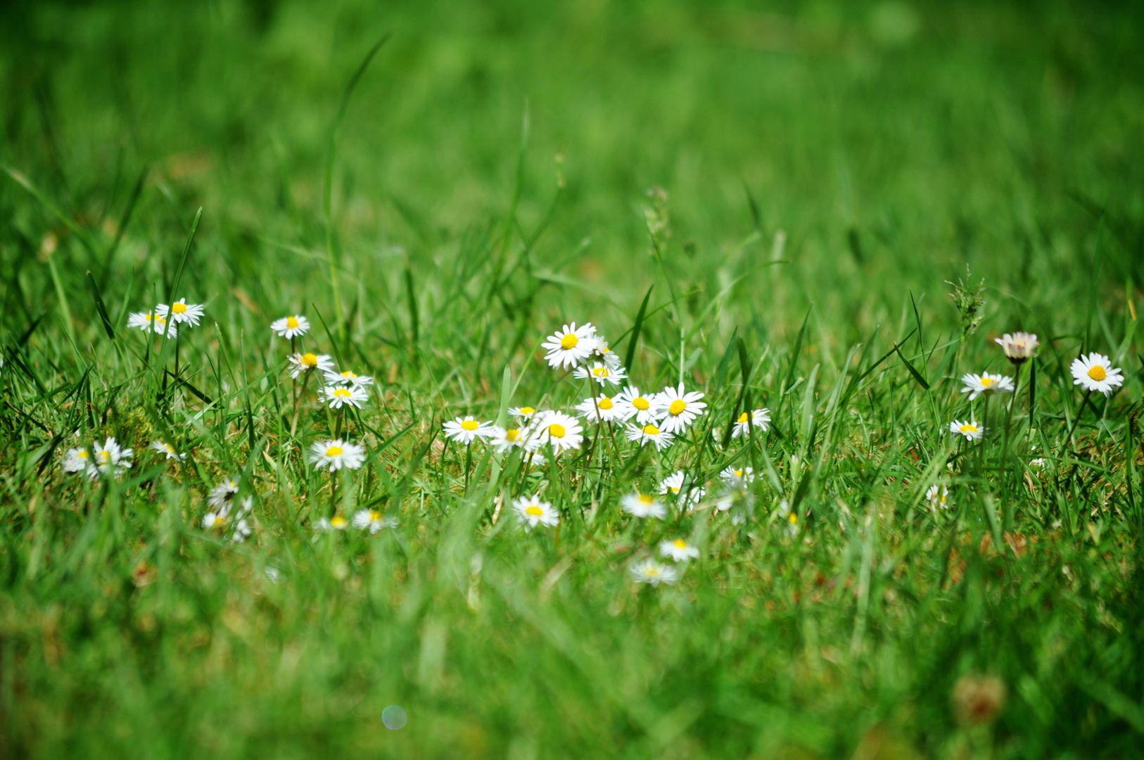 Gänseblümchen