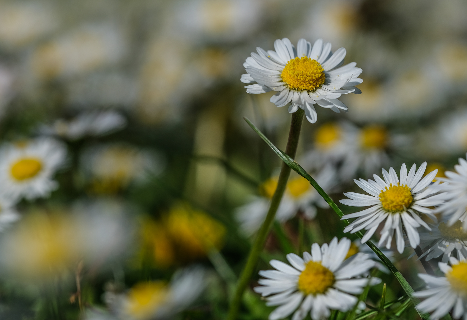 Gänseblümchen Foto &amp; Bild | nah- &amp; makro, pflanzen, pilze &amp; flechten ...