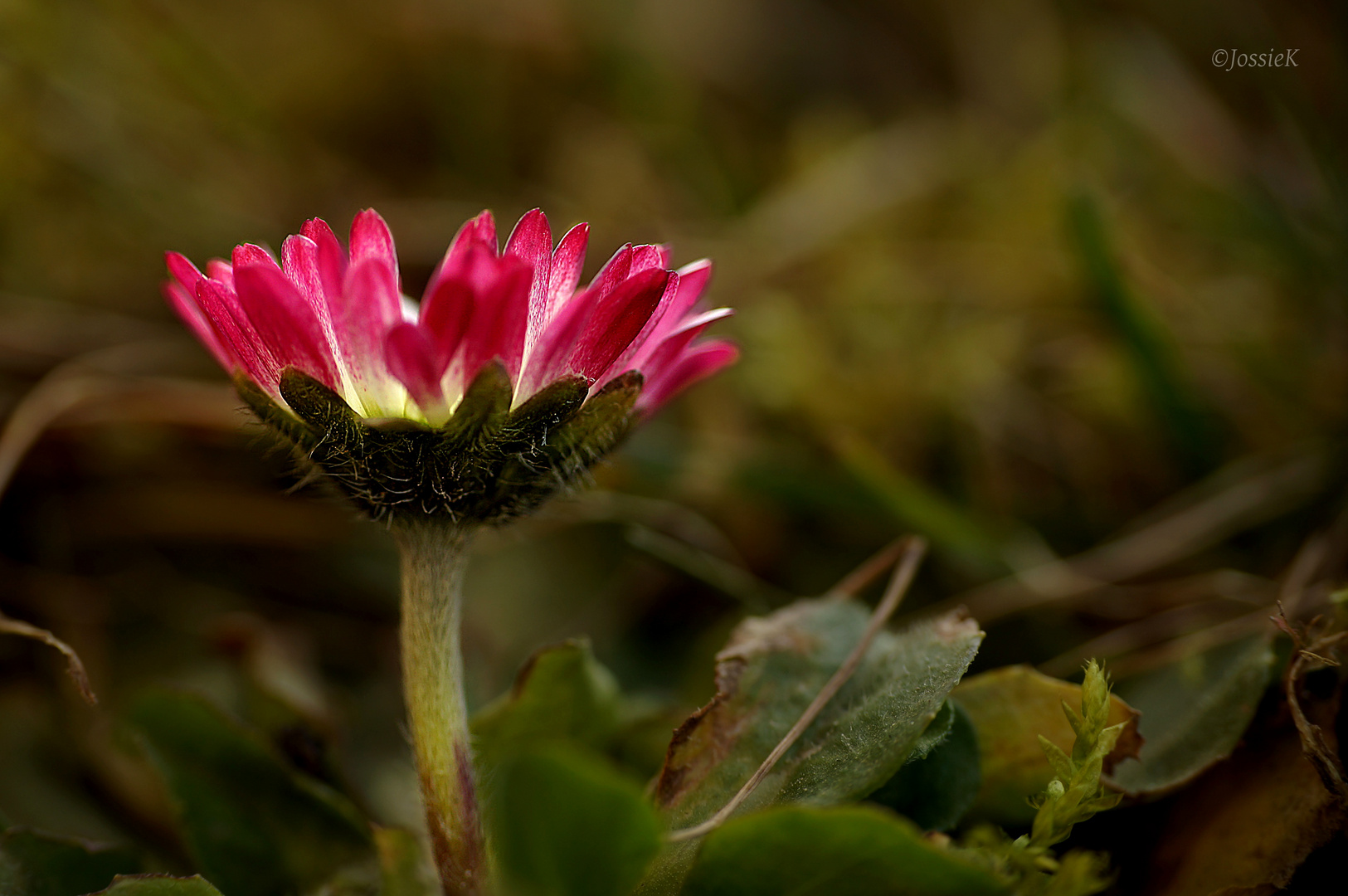 Gänseblümchen