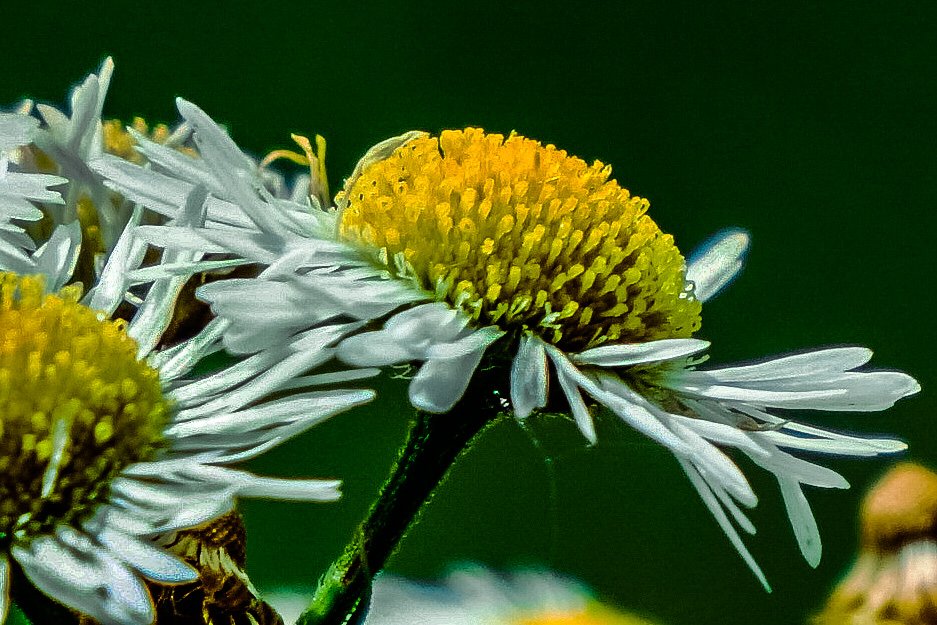 Gänseblümchen