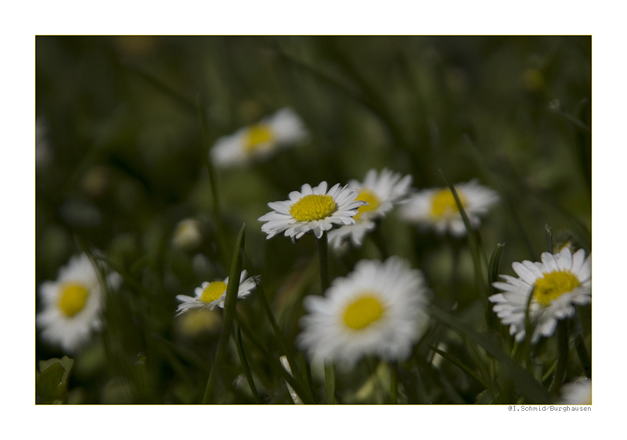 Gänseblümchen