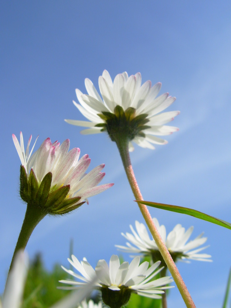 Gänseblümchen