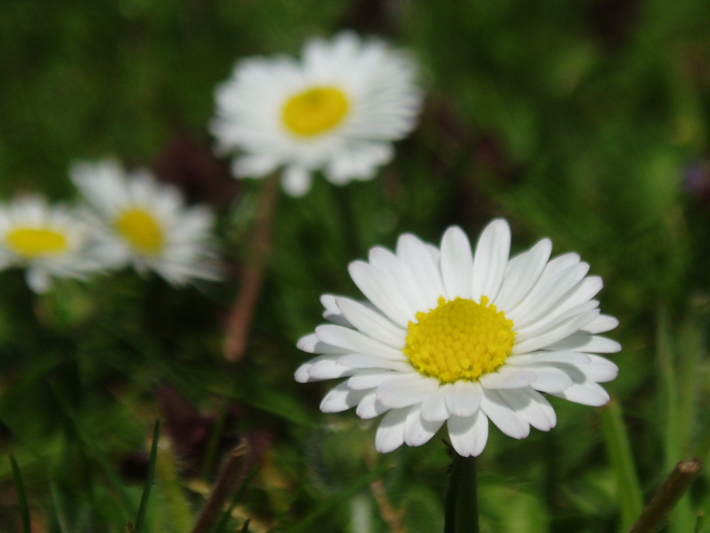 Gänseblümchen