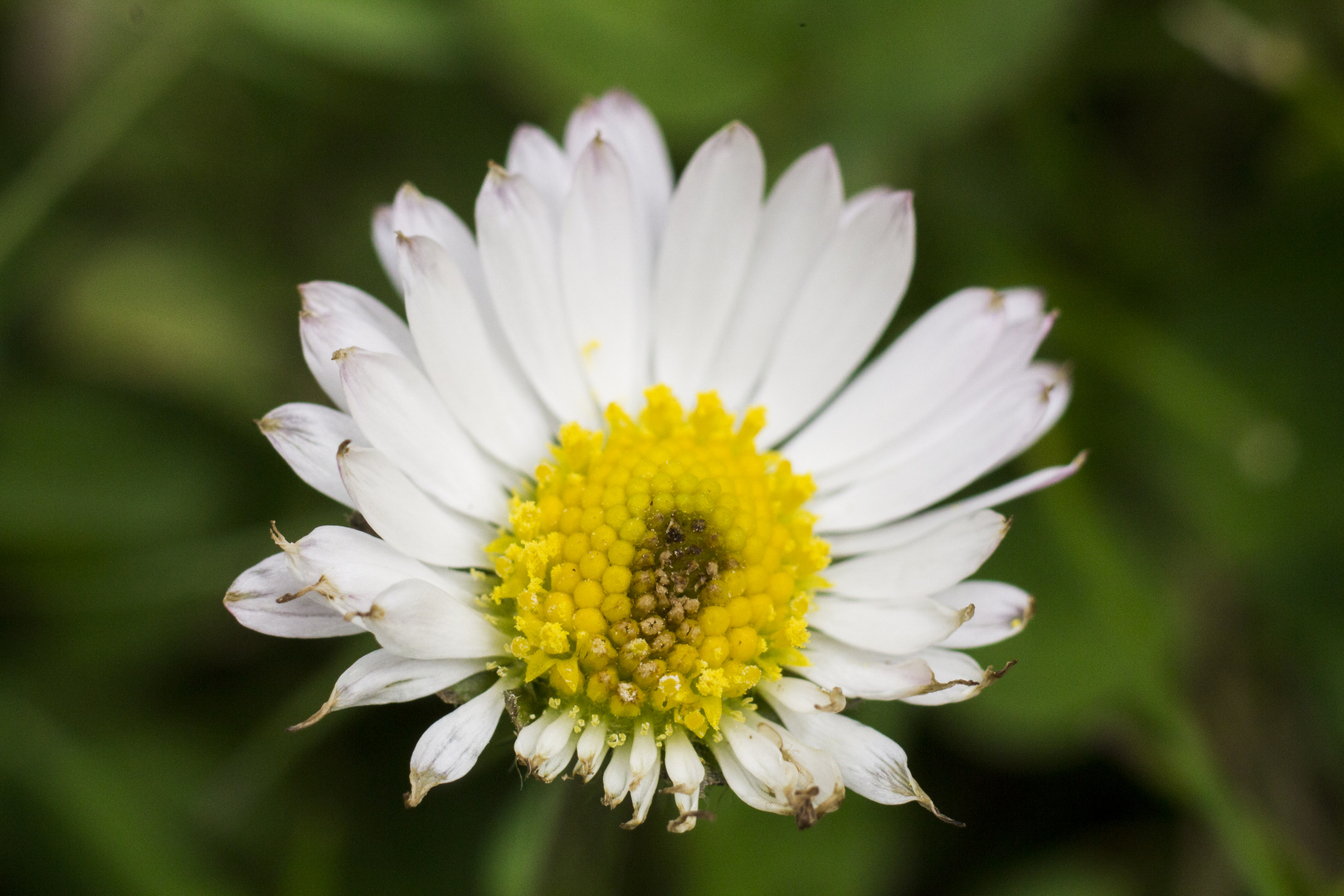 Gänseblümchen