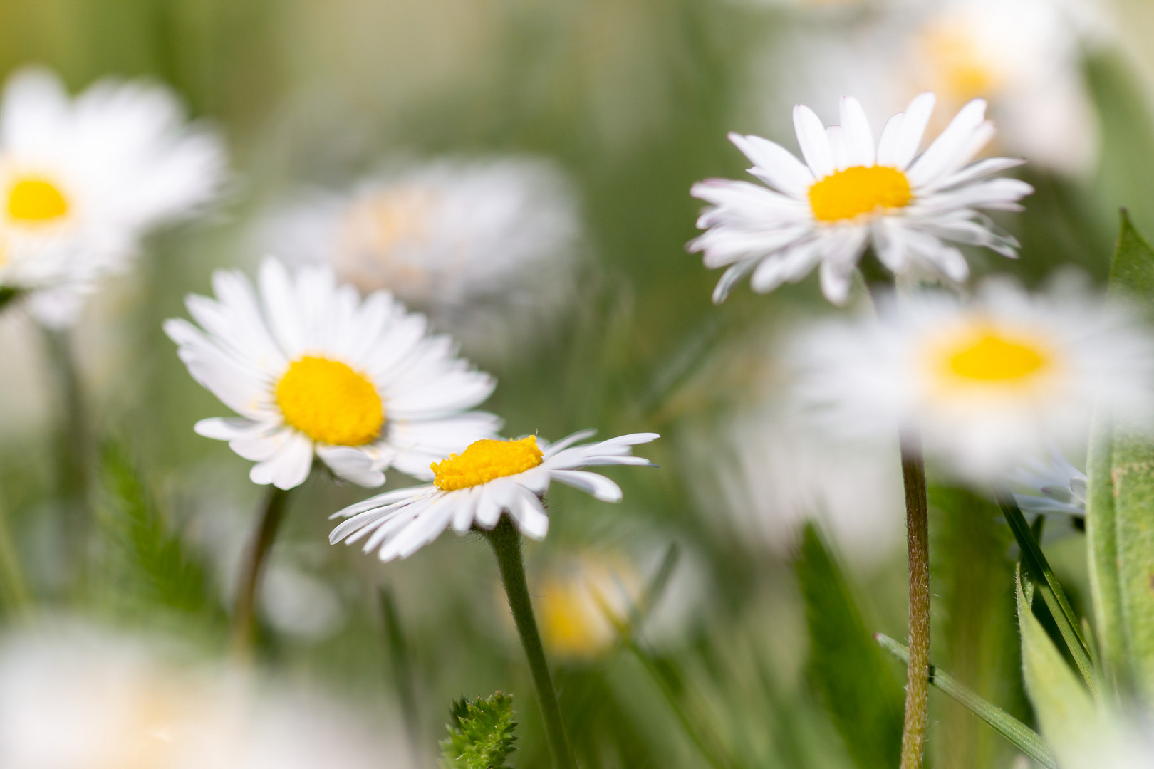 Gänseblümchen