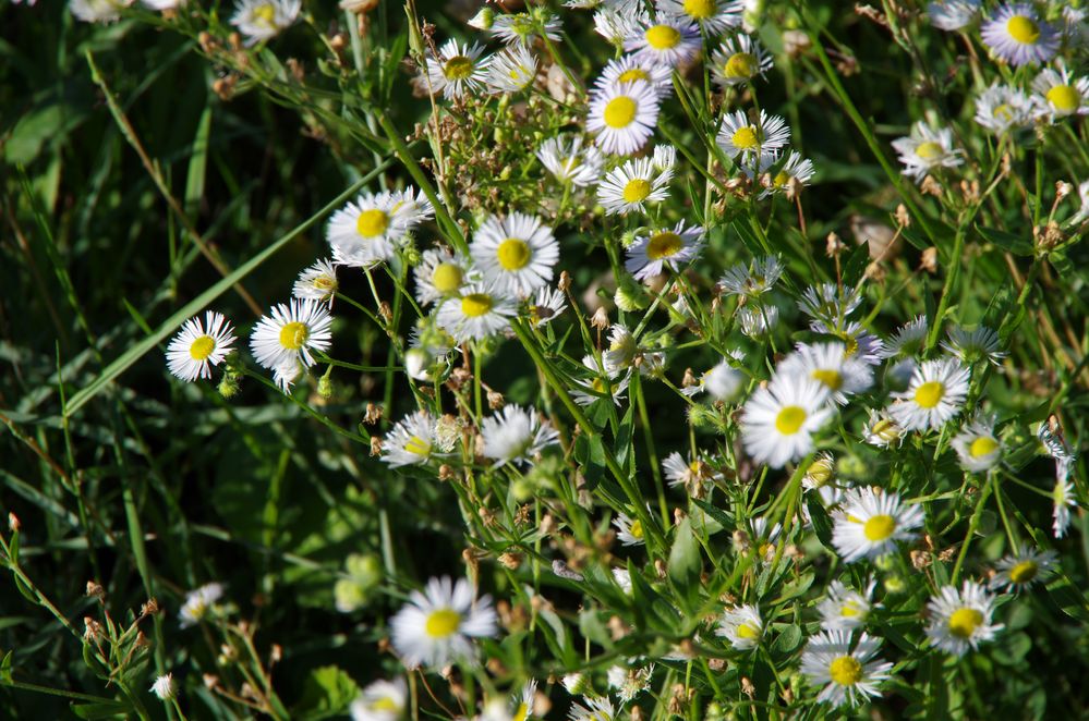 Gänseblümchen???