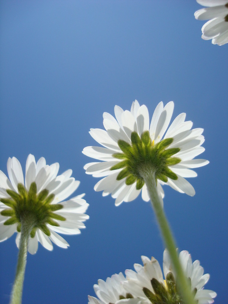 Gänseblümchen.