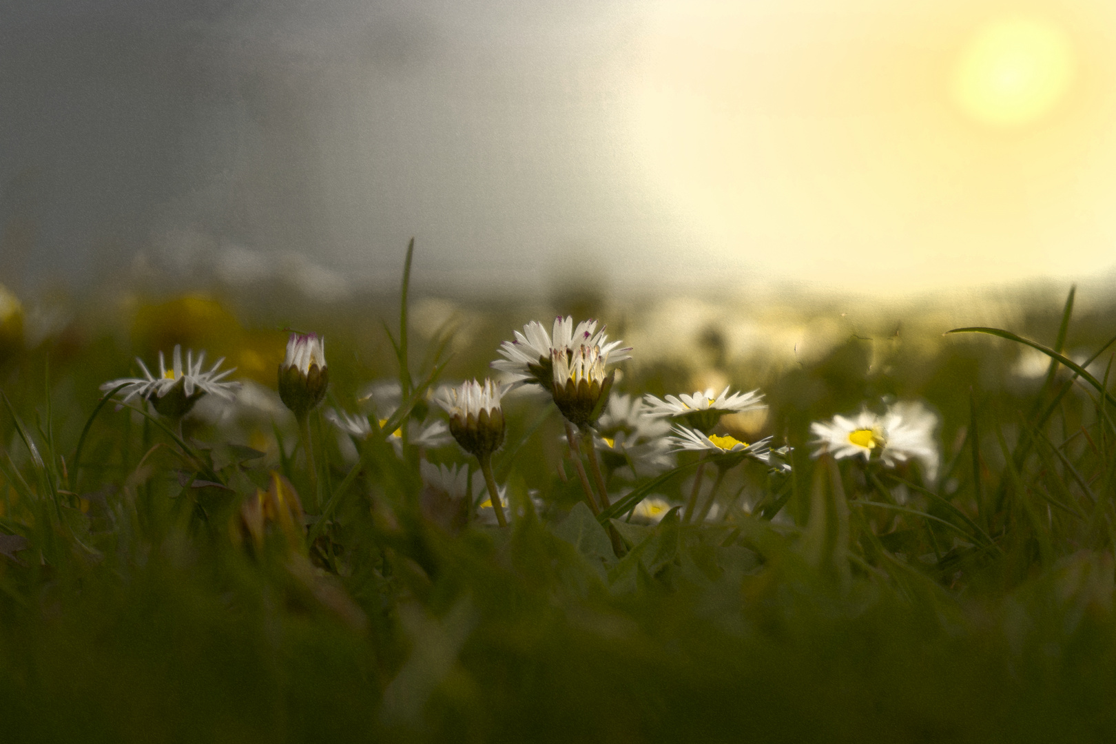 Gänseblümchen 