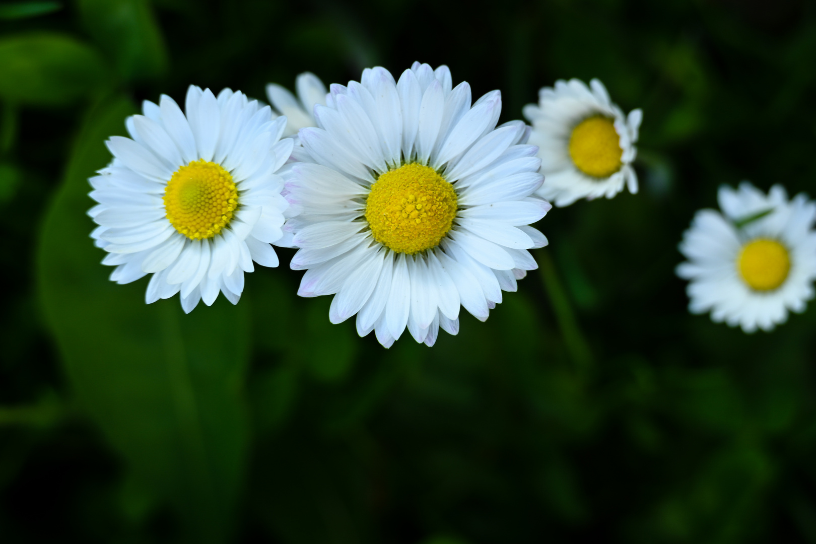 Gänseblümchen