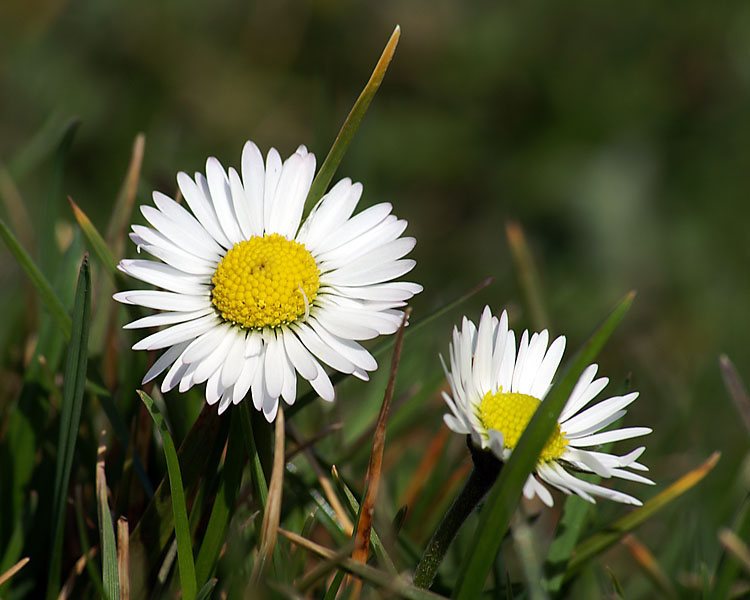 Gänseblümchen