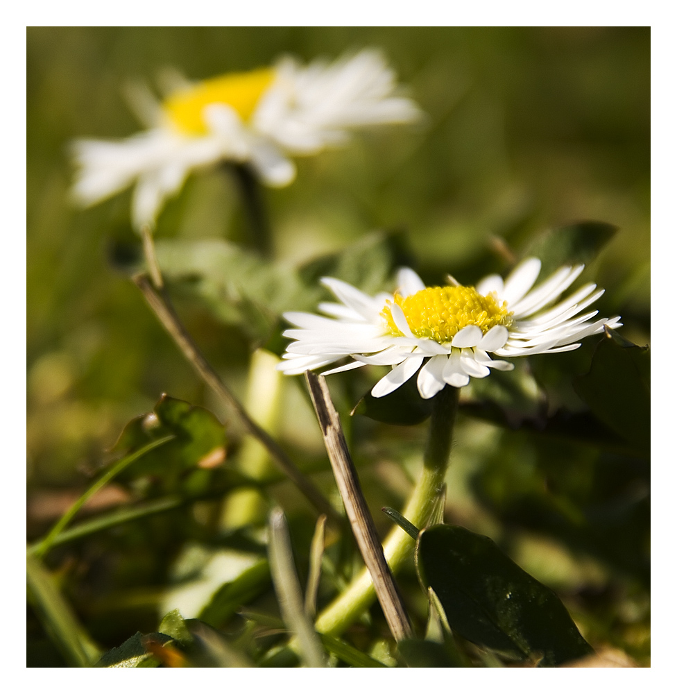 Gänseblümchen