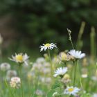 Gänseblümchen