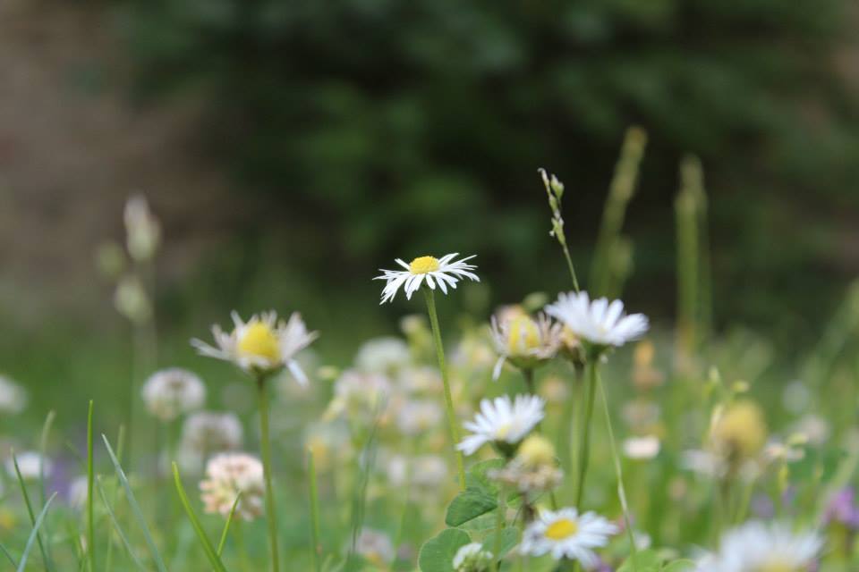 Gänseblümchen