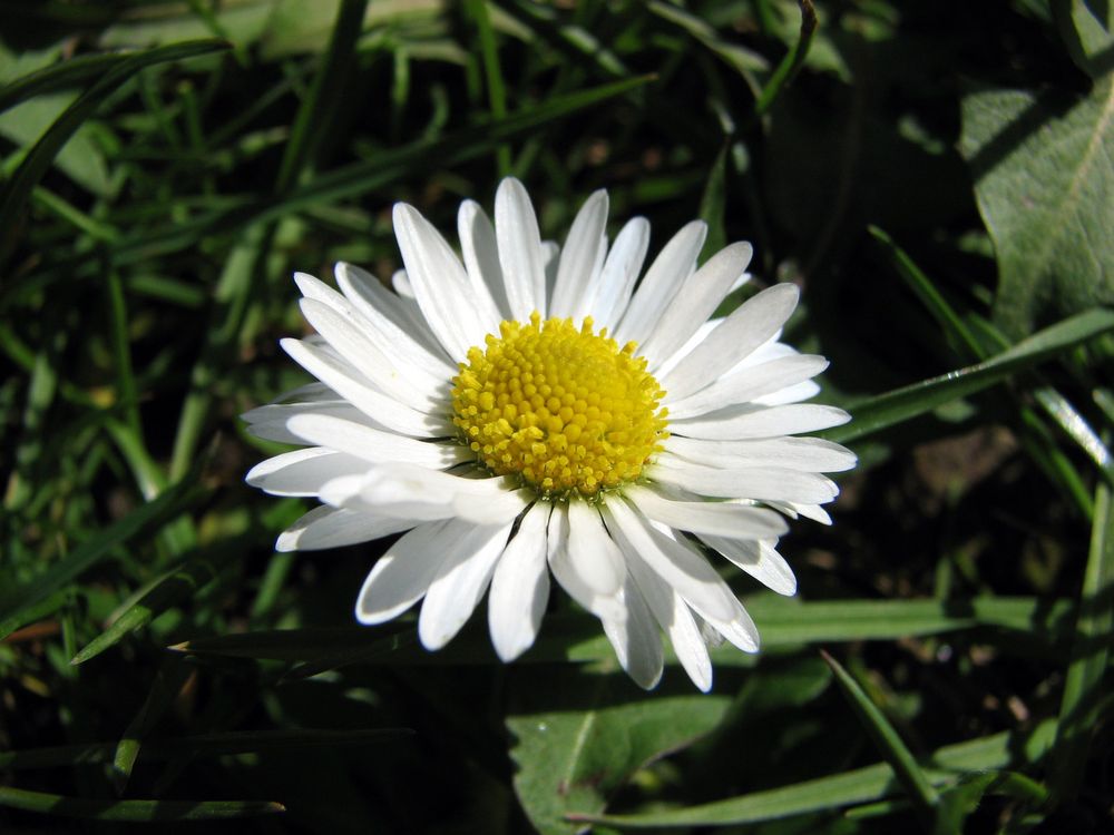 Gänseblümchen von Feuersalamander 