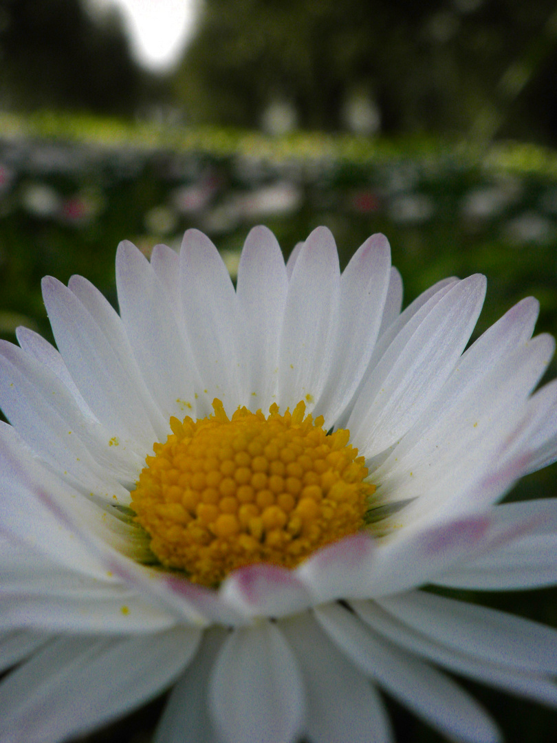 Gänseblümchen