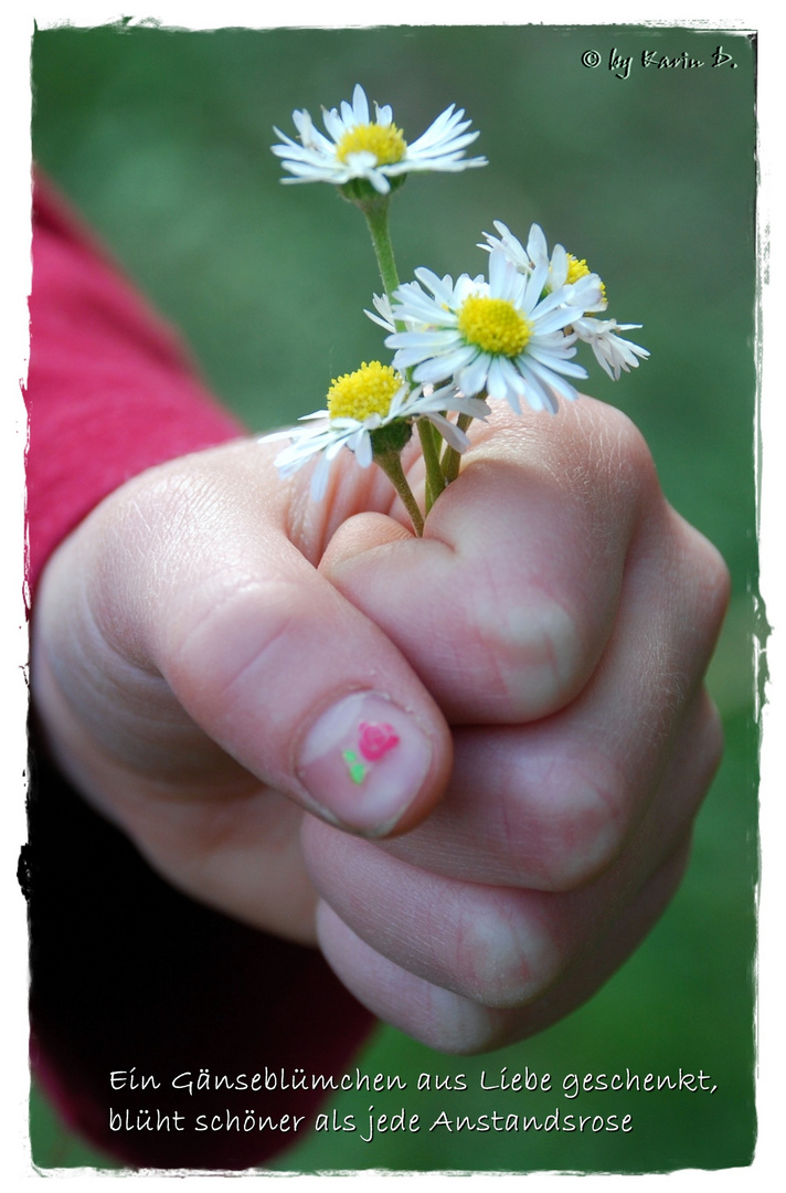 Gänseblümchen