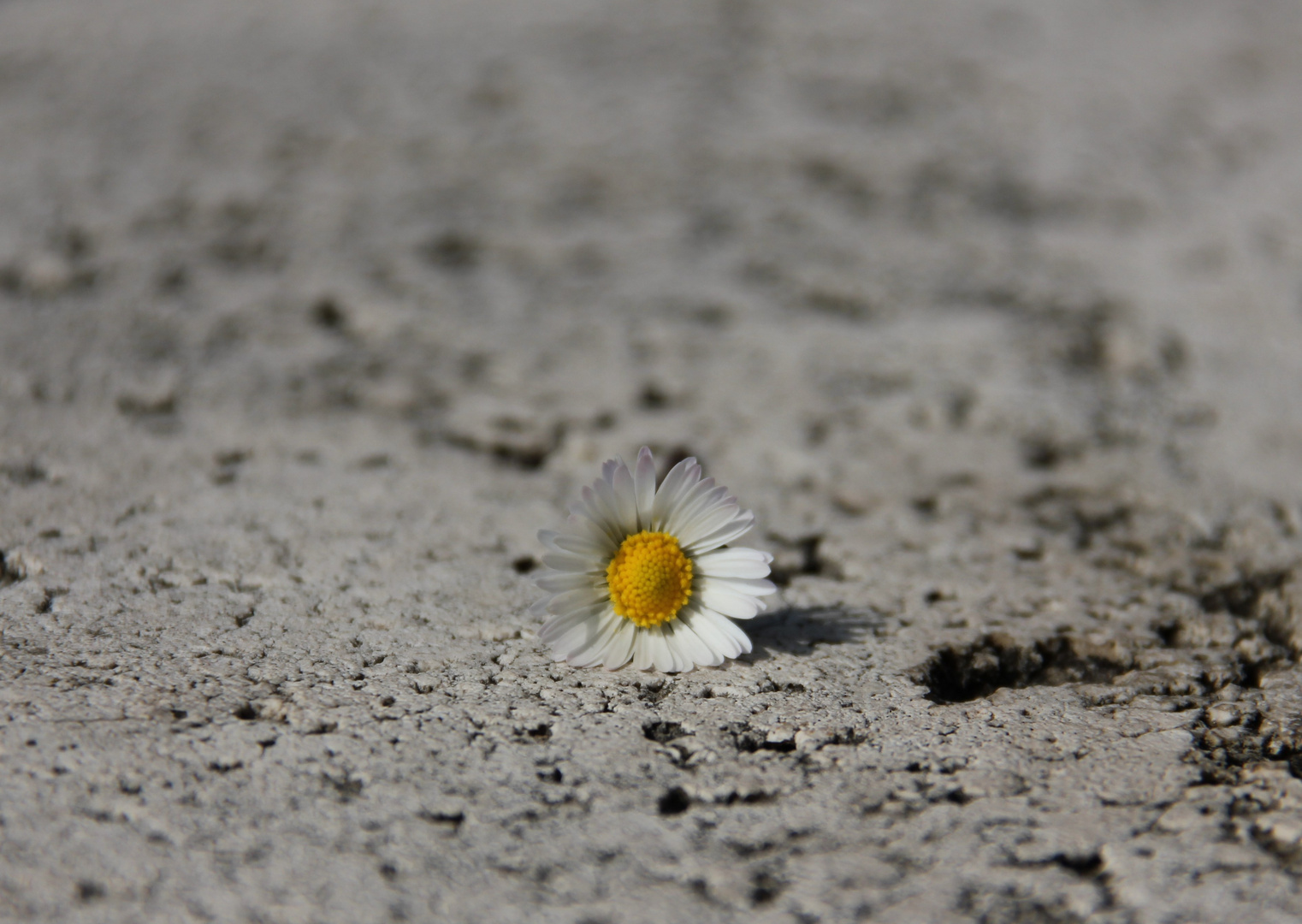 Gänseblümchen