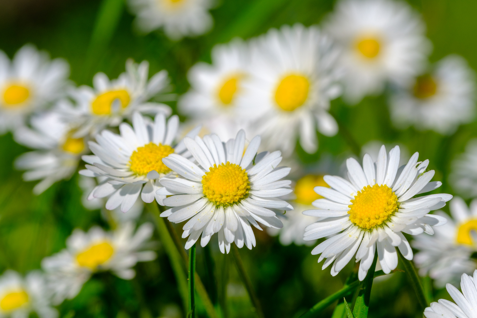 Gänseblümchen