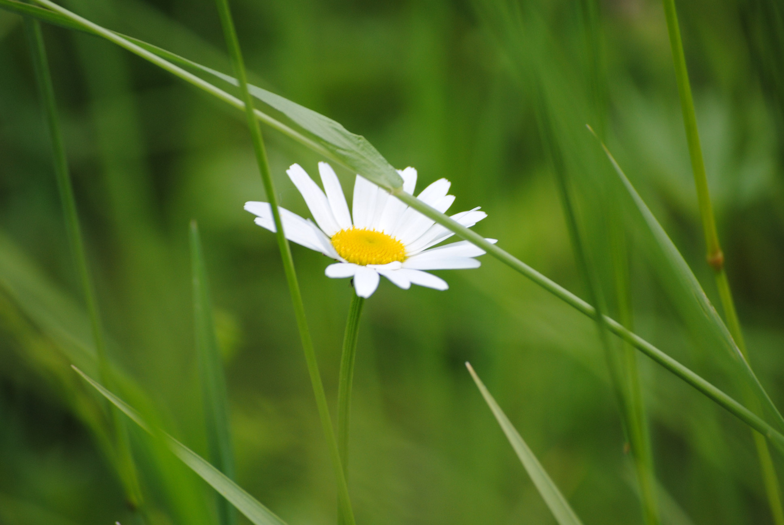 Gänseblümchen