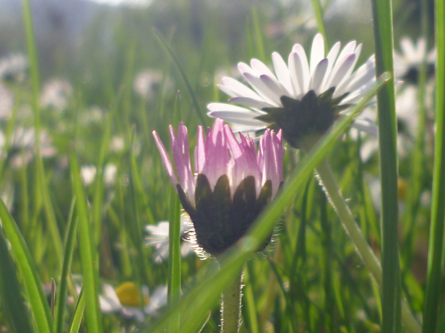 Gänseblümchen