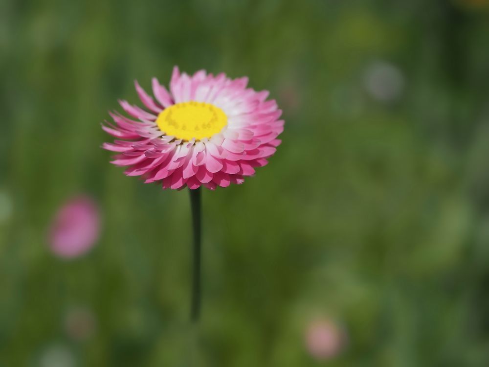 Gänseblümchen