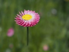 Gänseblümchen