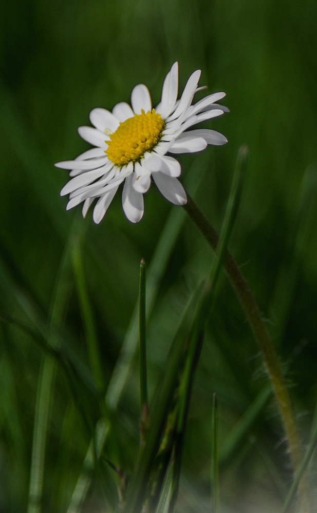 Gänseblümchen