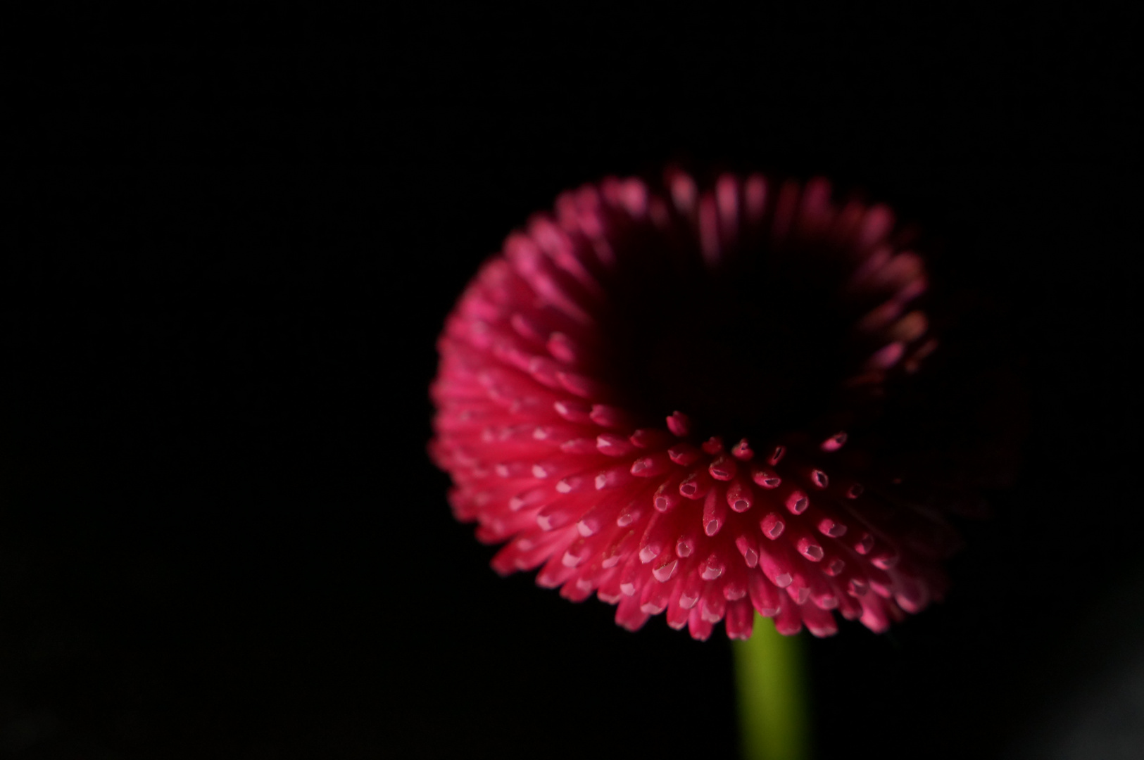 Gänseblümchen