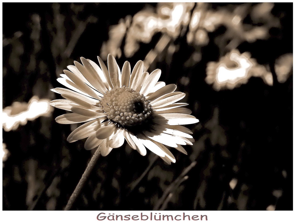 Gänseblümchen