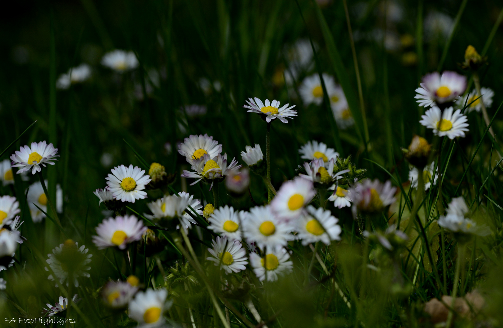 Gänseblümchen