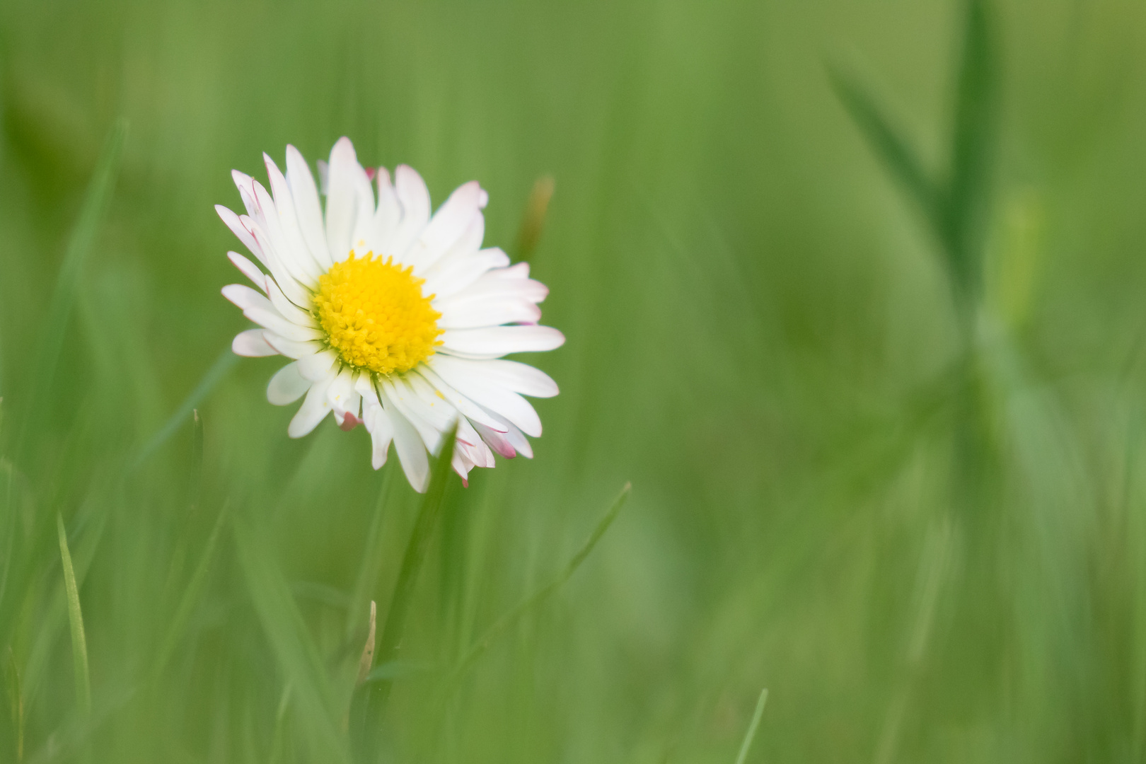 Gänseblümchen