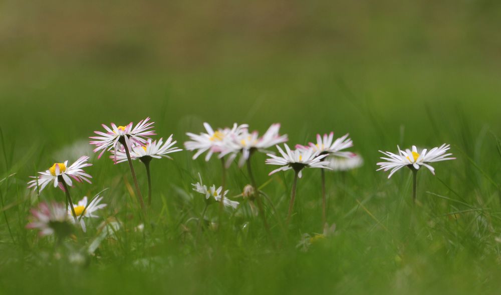 Gänseblümchen