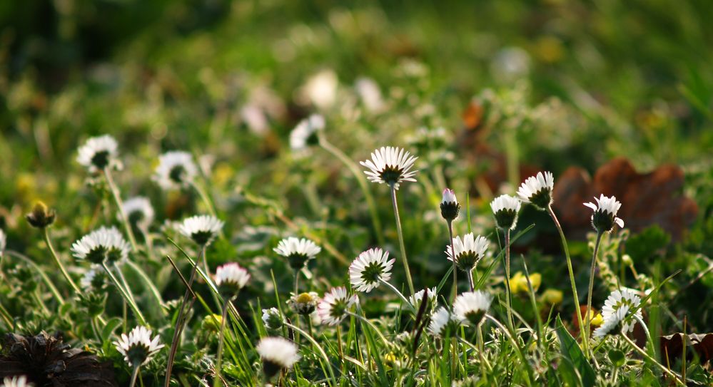 Gänseblümchen