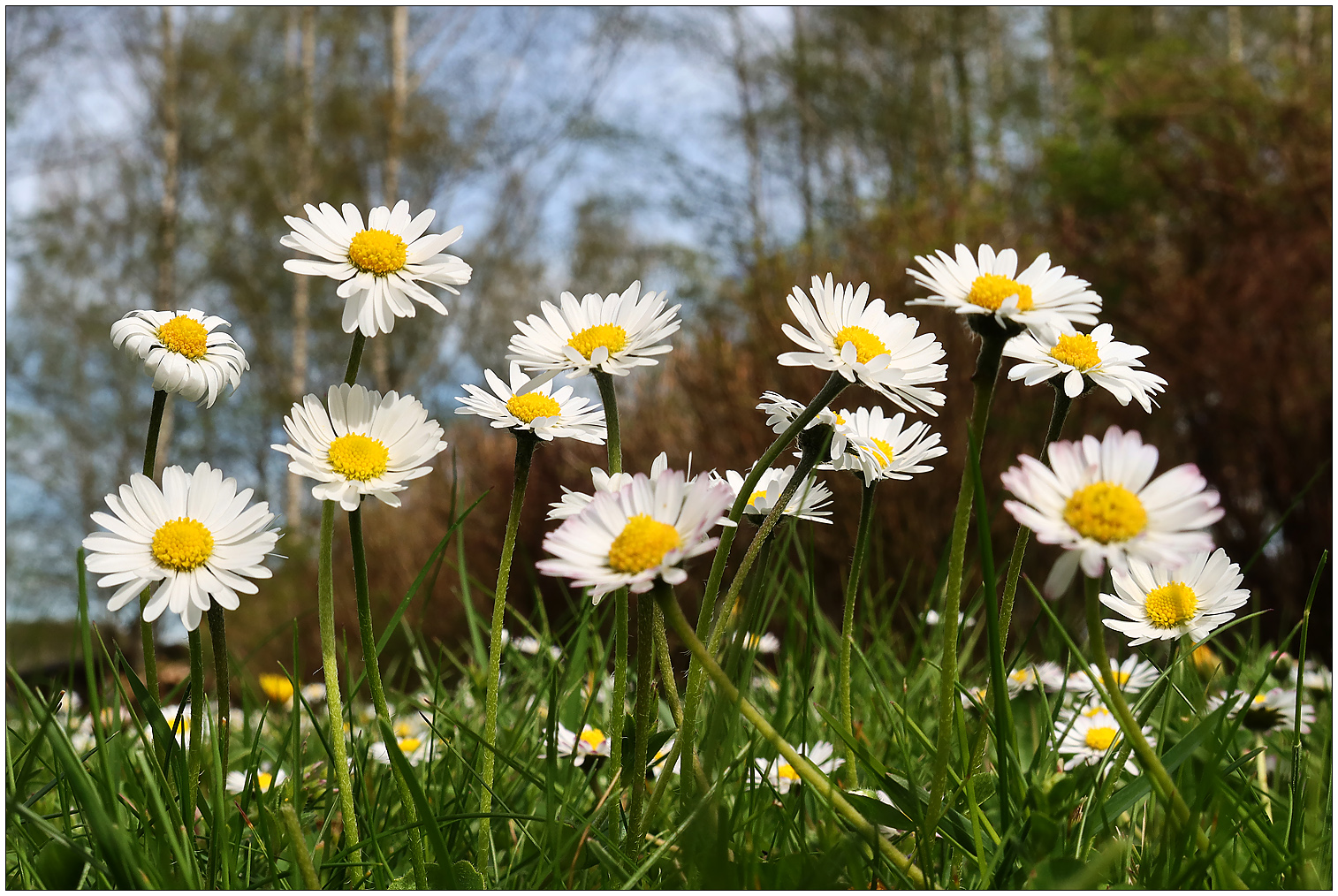 * * * Gänseblümchen * * *