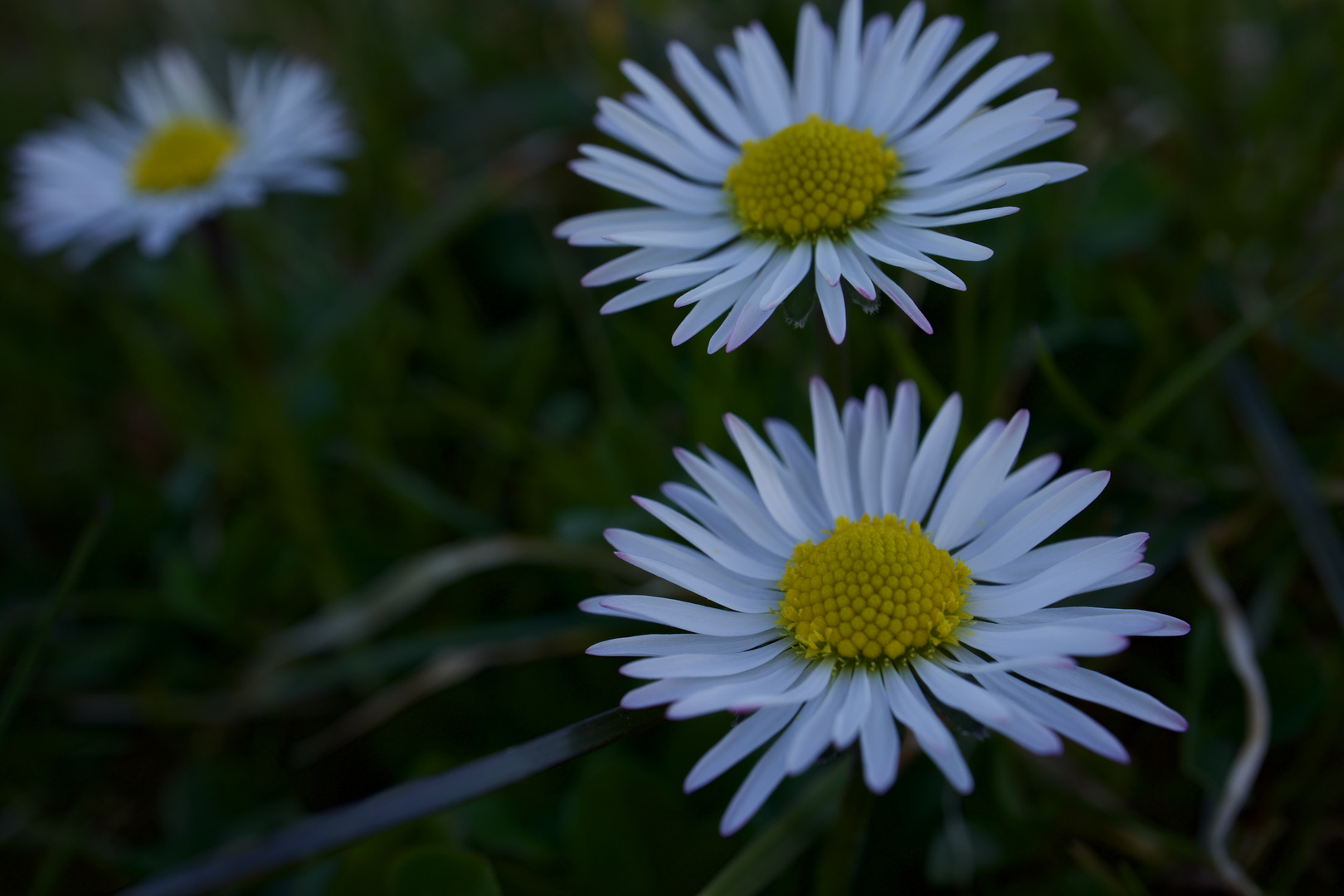 gänseblümchen