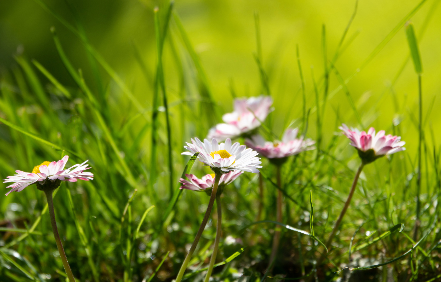 Gänseblümchen