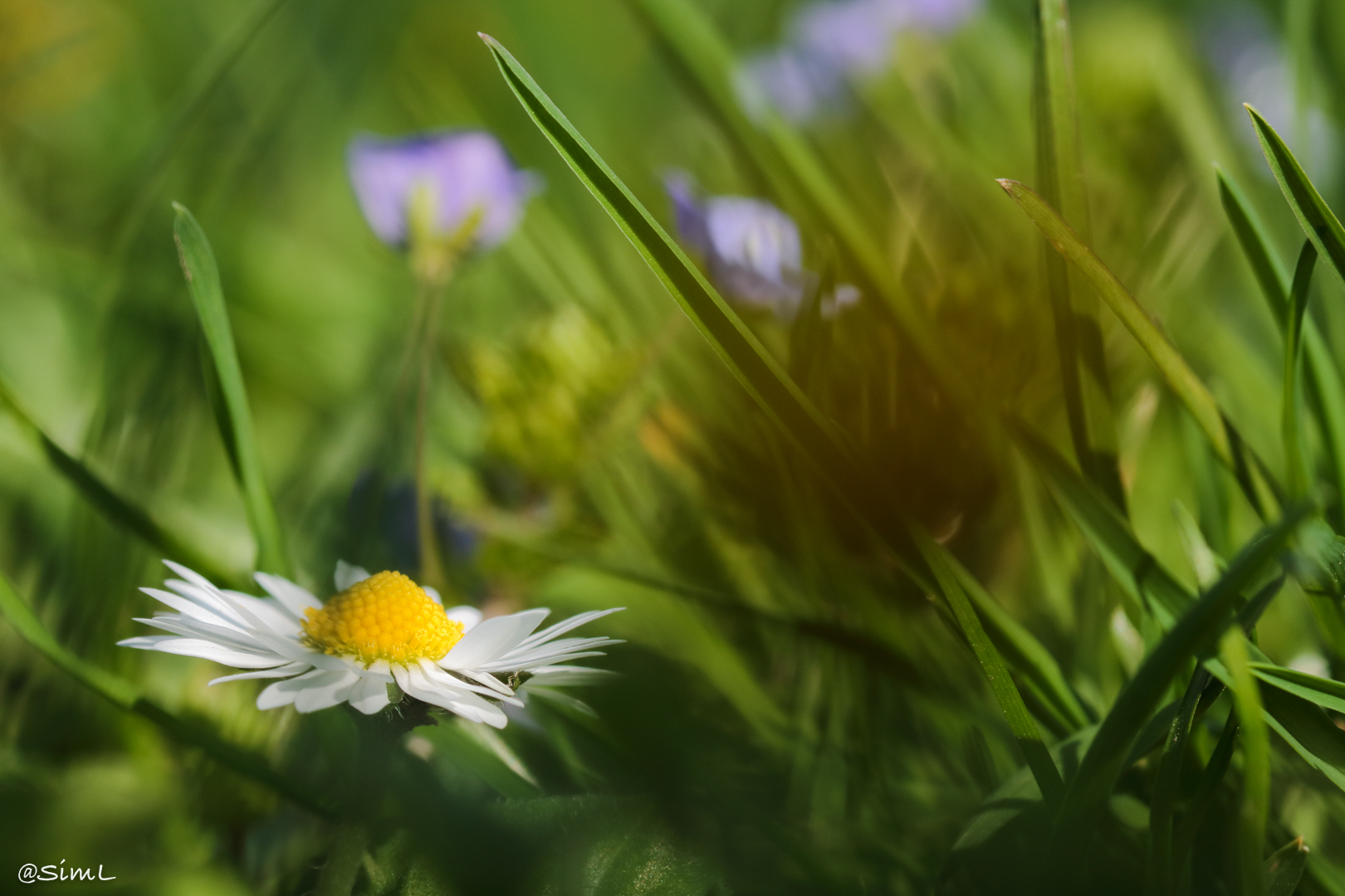 Gänseblümchen