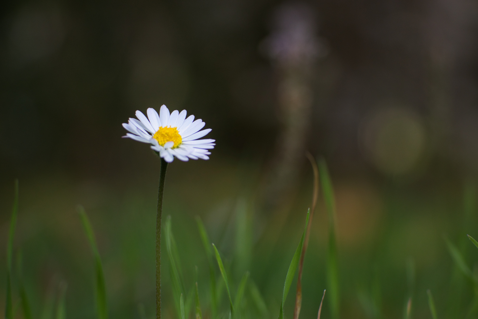 Gänseblümchen