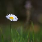 Gänseblümchen