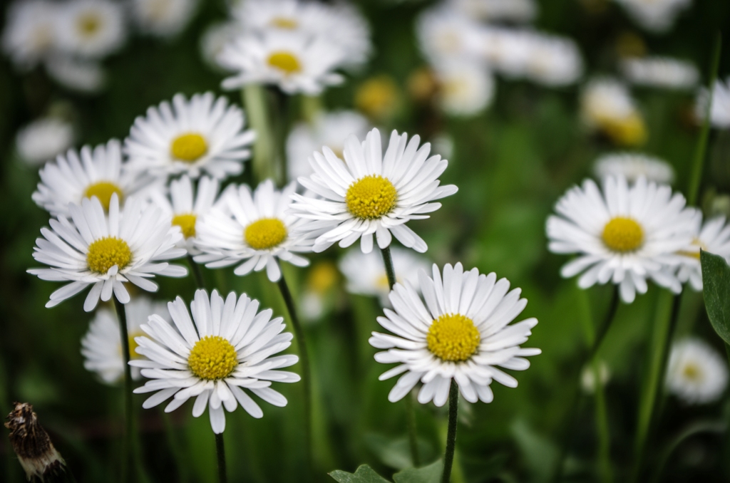 Gänseblümchen