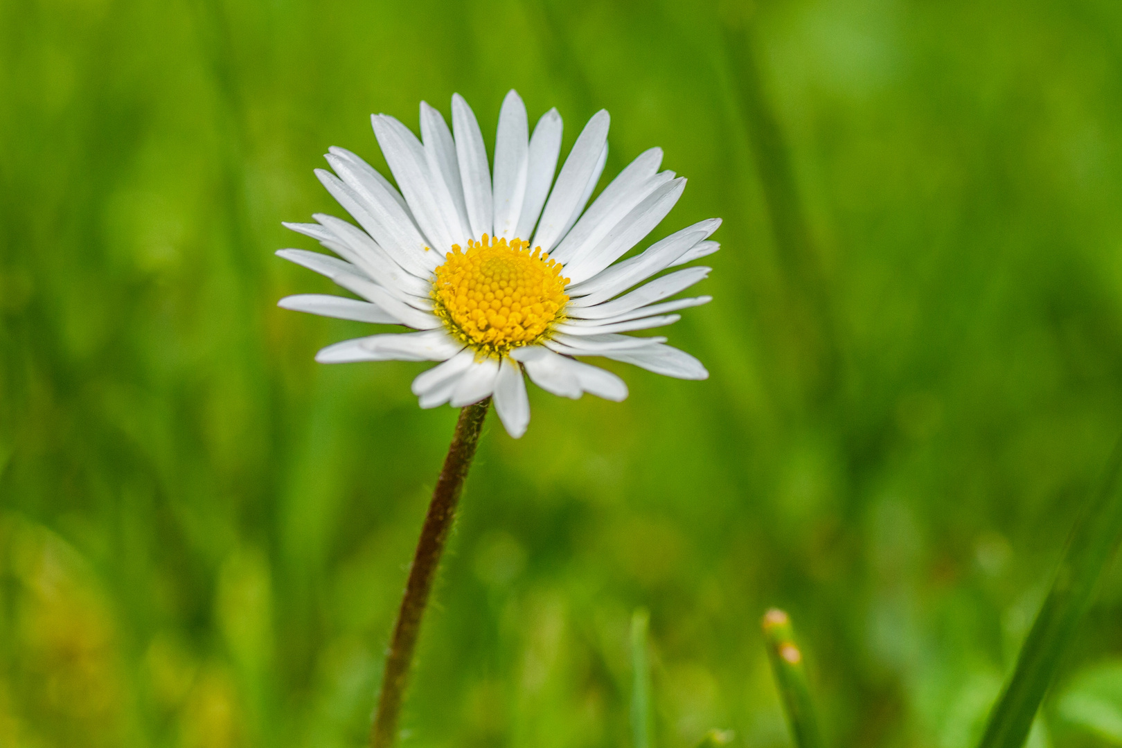 Gänseblümchen