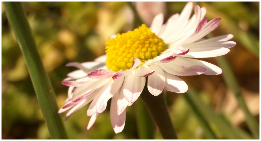 Gänseblümchen