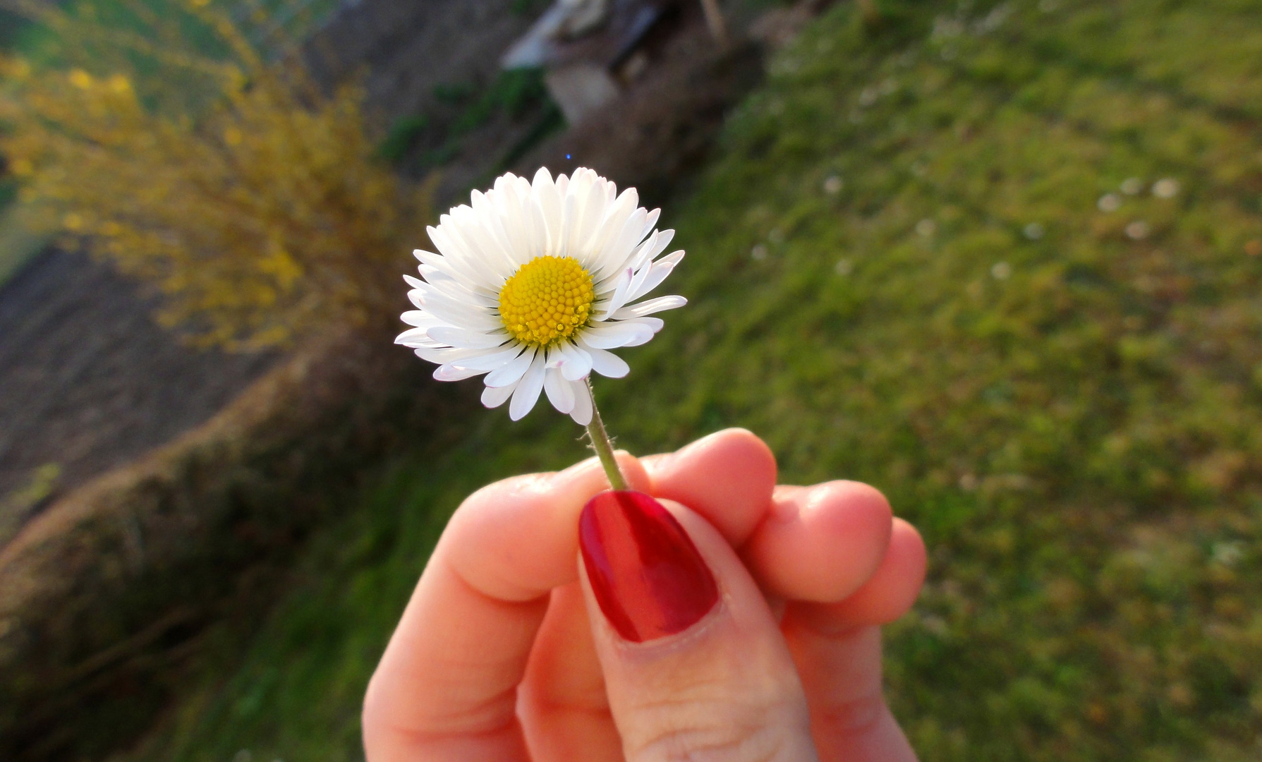 Gänseblümchen.